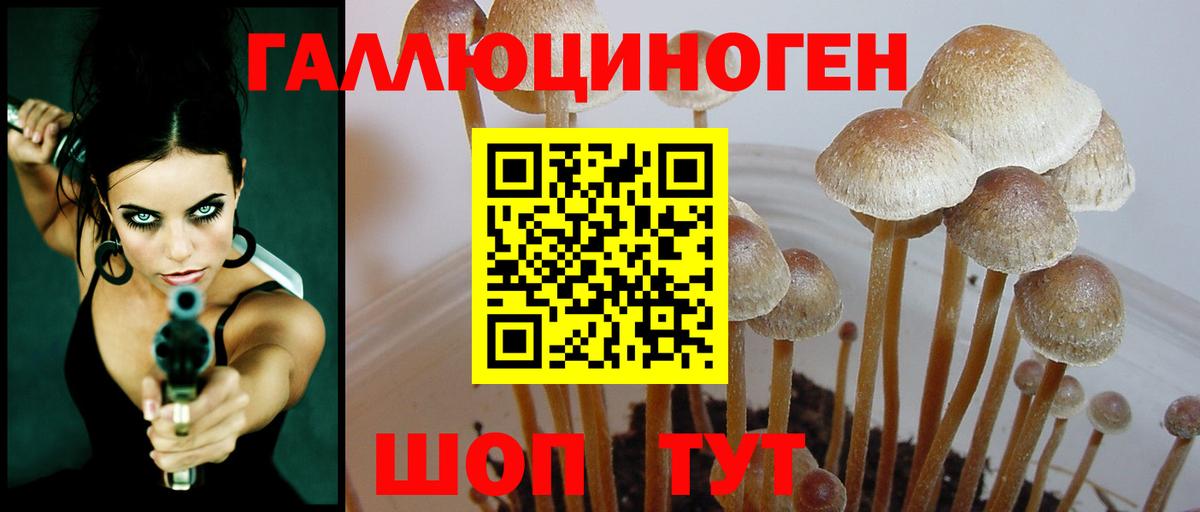 Псилоцибиновые грибы Psilocybine cubensis  Богородск  Галлюциногенные грибы Psilocybine cubensis 